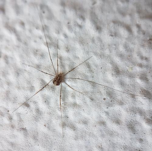 Réf. 223 578 : Nelima sp.